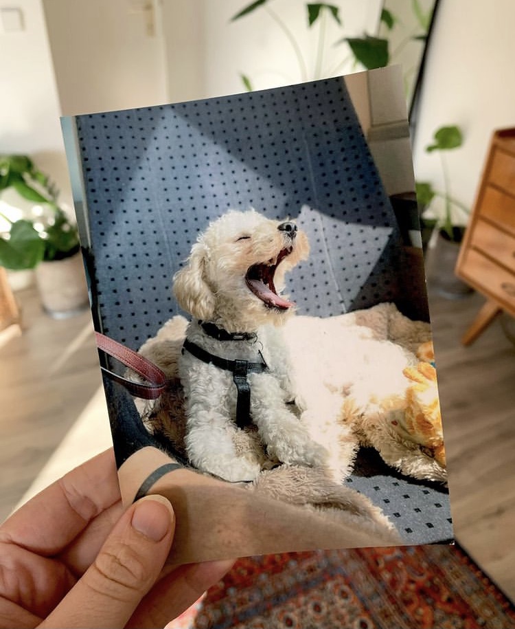 Picture of a custom postcard with a dog on it